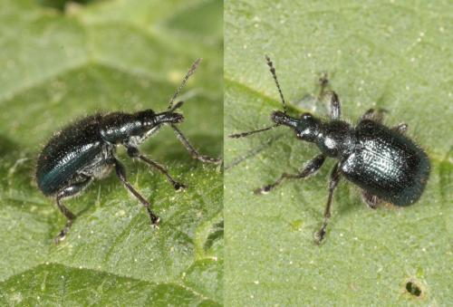 Réf. 183 498 : Lasiorhynchites sp.